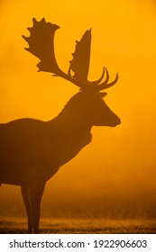 1,441 Fallow Deer Silhouette Images, Stock Photos & Vectors 