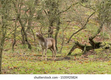 8 Zuid kennermerland Images, Stock Photos & Vectors | Shutterstock