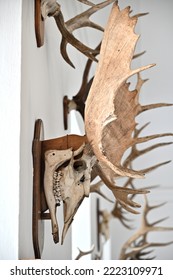 Fallow Deer Stag Trophy Room