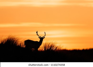 deer sunset images stock photos vectors shutterstock https www shutterstock com image photo fallow deer sunset 1110274358