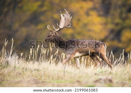 Fallow deer walking on dry meadow in autumn nature