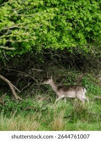 A fallow deer wanders through a tranquil forest setting in Denmark, surrounded by vibrant green foliage. This peaceful moment captures the essence of wildlife harmony in nature Dyrehaven Ved Haderslev