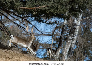 Fallow deer while running in the forest background