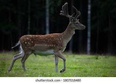Fallow deer in the wild