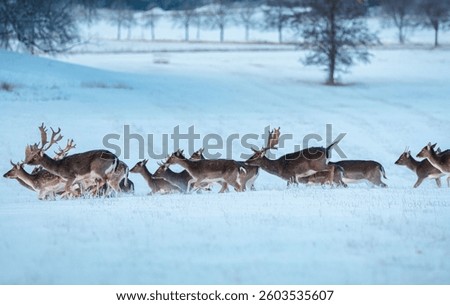 Fallow deer in winter forest