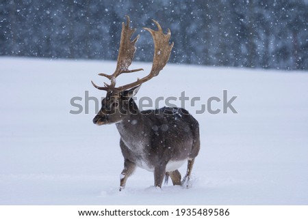 Fallow deer in winter landscape.