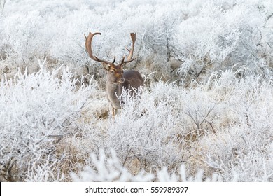 Fallow deer in a winter setting with hoarfrost 