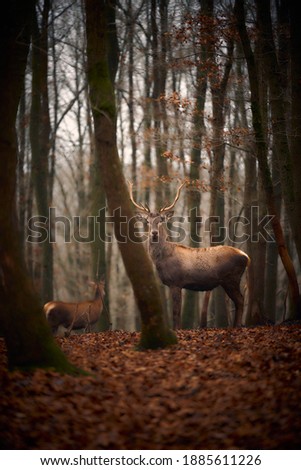 Similar – A little deer stands in the forest