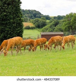 Fallow deers.