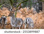 Fallow deers in Richmond park in autumn, London, UK