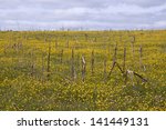 Fallow field
