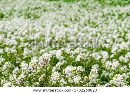 Similar – Image, Stock Photo Close-up of a fallow deer cow on a meadow, in the background a second animal