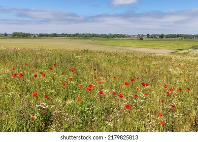 Fallow field with flowering weeds like red poppies (Papaver rhoeas) and chamomile near Oldenburg in Holstein, Germany. Agricultural landscape.