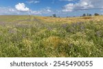 Fallow land with Phacelia and borage as cover crops and green manure and with weeds like German chamomile near Gremersdorf in Schleswig-Holstein, Germany. 