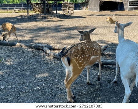 Fallowler deer in the area adjacent to the bison enclosure in Pszczyna, Poland.