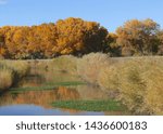 Falls colors at Bosque del Apache National Wildlife Refuge, New Mexico