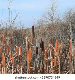 Fallscape at the Nature Preserve 