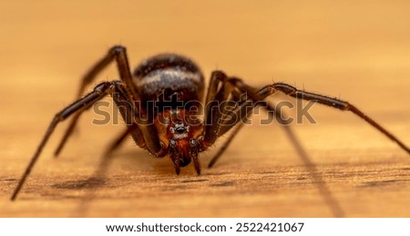 false black widow is an amazing spider 