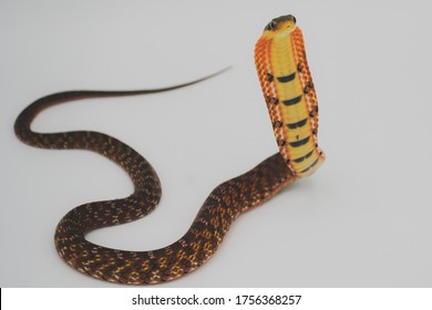 False Chinese Cobra Snake Founded In Thailand