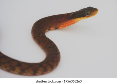 False Chinese Cobra Snake Founded In Thailand