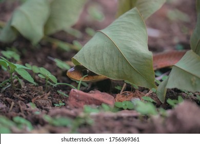 False Chinese Cobra Snake Hides Under Leaf