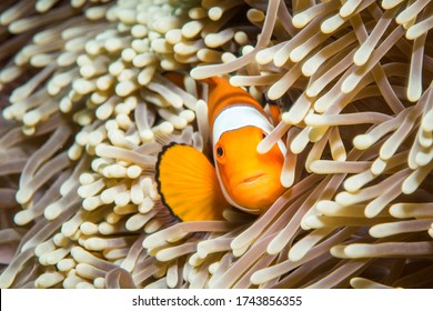 False Clownfish In His Anemone.