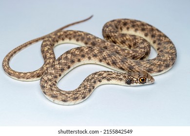 false cobra (Malpolon moilensis), or hooded malpolon, is an opisthoglyphous snake