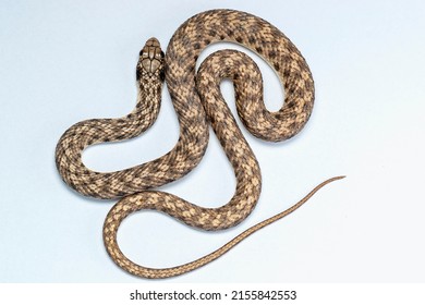 False Cobra Malpolon Moilensis Hooded Malpolon Stock Photo 2155842553 ...