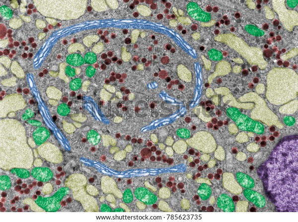 False Colour Electron Microscope Micrograph Showing Stock Photo ...