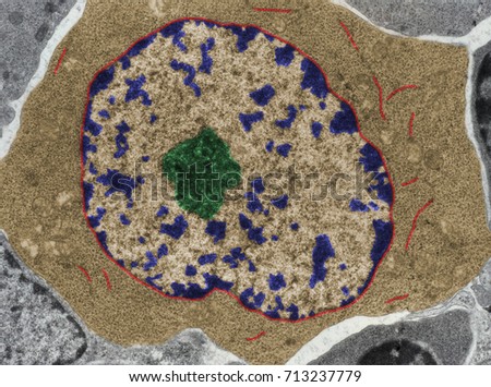 False colour TEM micrograph of a B-lymphocyte at the onset of its activation. RER cisterns (red) begin to appear In a cytoplasm (brown) full of ribosomes. Chromatin (blue), nucleolus (green).