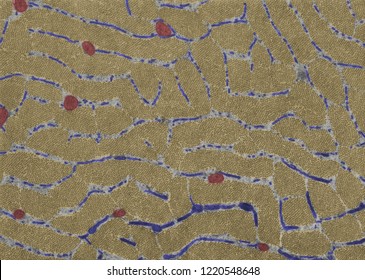 False Colour TEM Micrograph. Cross-sectioned Muscle Myofibrils At The A-band Level (yellow), Mitochondria (red) And Sarcoplasmic Reticulum (blue). The Darker Profiles Below Are Terminal Cisternae