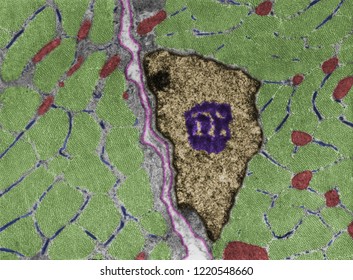 False Colour TEM Micrograph Of Cross-sectioned Muscle Fibers Showing Myofibrils (green), Sarcoplasmic Reticulum (blue), Mitochondria (red), Nucleus (yellow) Nucleolus (purple) And Basal Lamina (pink)