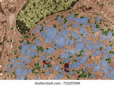 False Colour TEM Micrograph Of A Gonadotropic Cell Of A Castrated Animal Showing FSH-LH Granules (green), Lysosomes (red) And Large Swellings Of The RER (blue), Due To The Castration. 