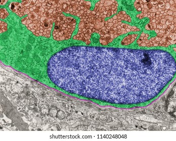 Axon Images, Stock Photos & Vectors | Shutterstock diagram of cell organelles pie 