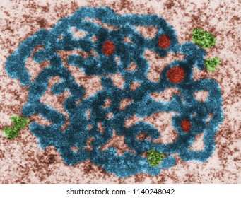 Nucleolus Images; Stock Photos & Vectors | Shutterstock