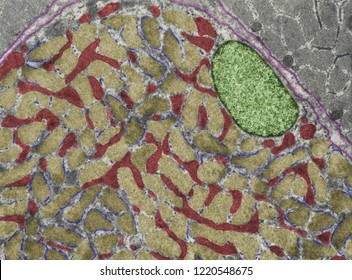 False Colour TEM Micrograph Showing A Cross-sectioned Muscle Cell At The I-band Level (yellow). Nucleus (green), Sarcoplasmic Reticulum (blue), Mitochondria (red). Basal Lamina (pink).