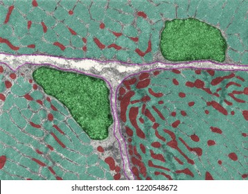 False Colour Transmission Electron Micrograph (TEM) Showing Three Cross-sectioned Muscle Cells. Myofibrils (blue), Nuclei (green), Mitochondria (red) And Basal Lamina (pink).