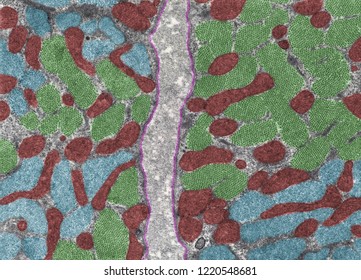 False Colour Transmission Electron Micrograph (TEM) Showing Cross-sectioned Muscle Myofibrils At The A-band (green) And At The I-band (blue) Level, And Mitochondria (red). Basal Lamina (pink)