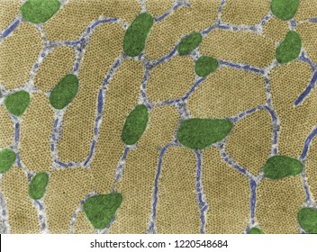 False Colour Transmission Electron Micrograph (TEM) Showing Cross-sectioned Muscle Myofibrils At The A-band Level (yellow), Mitochondria (green) And Sarcoplasmic Reticulum (blue).