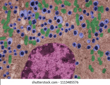 False Colour Transmission Electron Microscope (TEM) Micrograph Of A Beta Cell Of A Islet Of Langerhans Showing The Typical Insulin Granules (blue), Mitochondria (green) And Nucleus (purple).
