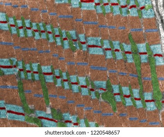 False Colour Transmission Electron Microscope (TEM) Micrograph Of A Striated Muscle Fiber Showing Myofibrils (Z Line, Red; I Band, Light Blue; A Band, Brown; H Band, Blue) And Mitochondria (green).