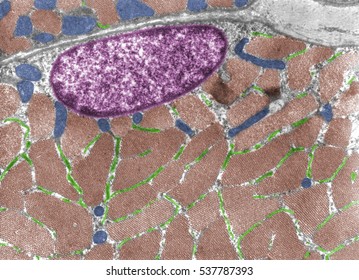 False Colour Transmission Electron Microscope (TEM) Micrograph Of A Striated Skeletal Muscle Cell Showing Cross-sectioned Myofibrils (brown), Mitochondria (blue) And Sarcoplasmic Reticulum (green).