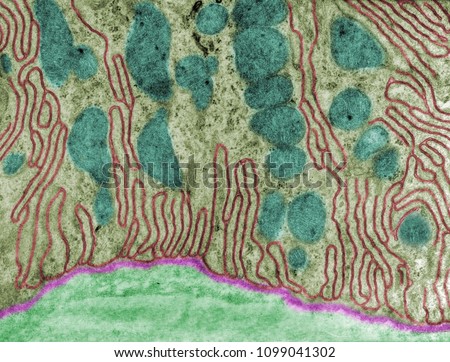 False colour transmission electron microscope (TEM) micrograph showing the basal infoldings (red) of a kidney convoluted tube cell. Mitochondria (blue), basal lamina (pink) are also seen.