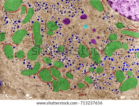 False colour transmission electron microscope (TEM) micrograph showing mitochondria (green), lysosomes (dark pink), glycogen (blue), rough endoplasmic reticulum (red) and a centriole (light blue).