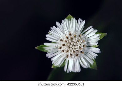  False Daisy 