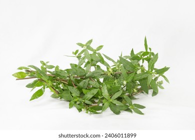False Daisy or Eclipta Alba juice with Coconut. used as natural hair care. Hair Regrowth Oil, Bhringaraj Hair Oil.
