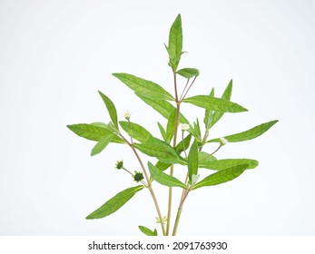 False daisy or eclipta prostrata with leaf use as ingredient in hair shampoo or cosmetics product and medicine herb. closeup photo, blurred.