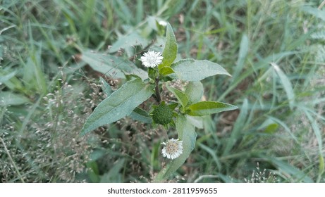 False daisy flower or Eclipta prostrata blooming amidst wild grass in the field.