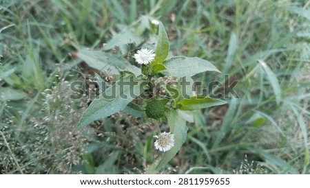 False daisy flower or Eclipta prostrata blooming amidst wild grass in the field.