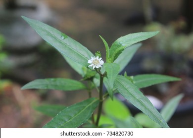 False Daisy Plant With Flower